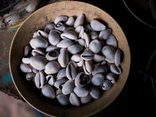Load image into Gallery viewer, FORTIFIED DIVINATION SHELLS -Natural (from Ghana)
