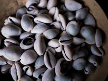 Load image into Gallery viewer, FORTIFIED DIVINATION SHELLS -Natural (from Ghana)
